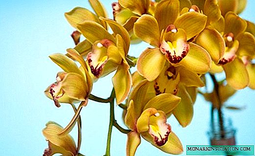 Cymbidium - fragrant orchid