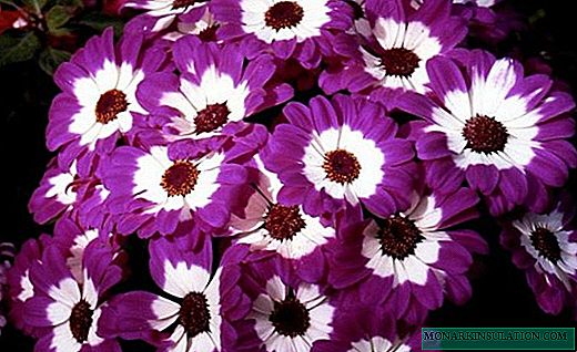 Cineraria - flores brillantes y follaje plateado