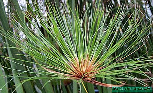 Tsiperus - ohromné ​​paže šťavnaté hrbole
