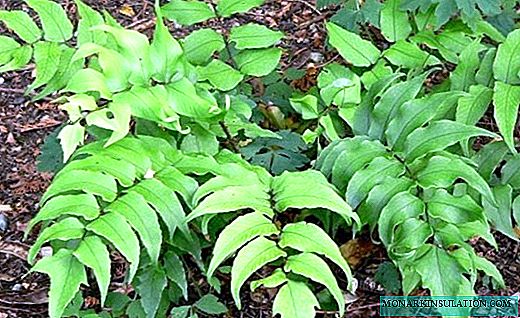 Tsirtomium - a lush bush for a fern garden