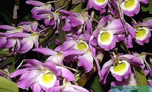 Dendrobium - متواضع ، السحلية تزهر بكثرة