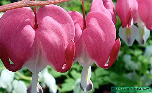 Dicentra - a necklace of multi-colored hearts