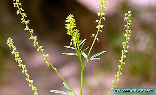 Melilot - herb for taking care of land and health