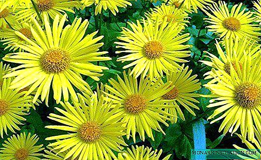 Doronicum - een charmante zonnige bloem