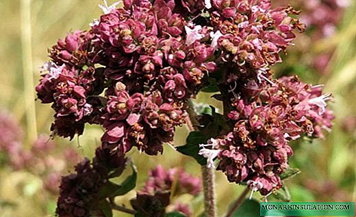 Oregano - un covor roz aromat