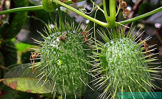 Echinocystis-빠르게 성장하는 향기로운 포도 나무