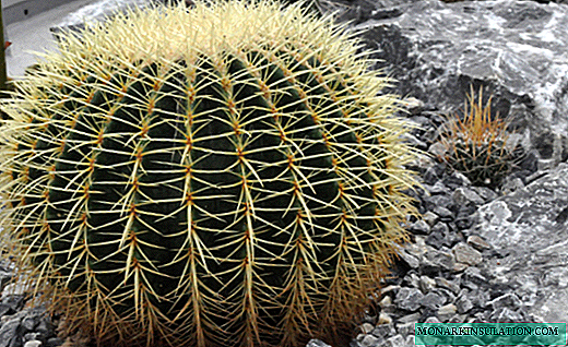 Echinocactus - increíbles bolas puntiagudas