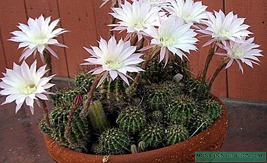 Echinopsis - पैरों पर फैंसी फूल