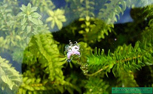 Elodea - rohelise akvaariumi filter