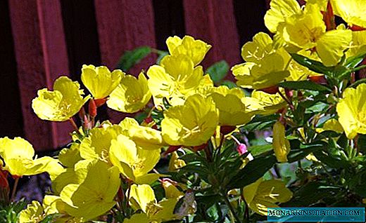 Enotera - una planta con delicadas flores nocturnas