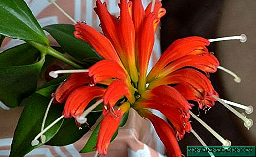 Есхінантус - ліана з незвичайними квітами