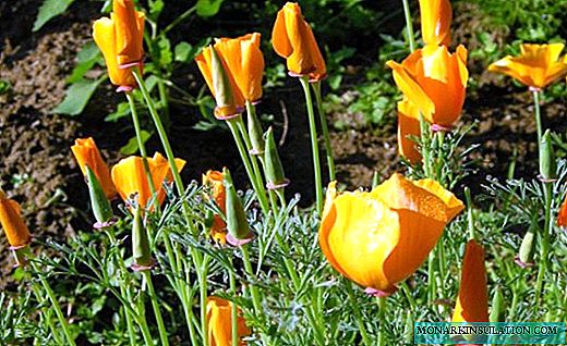 Eschscholzia - miękkie szyfonowe kwiaty