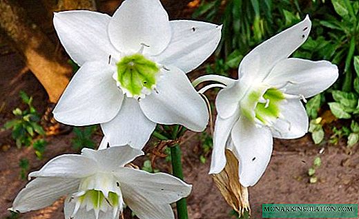 Eucharis - charming indoor lily