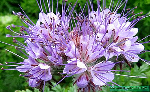 Phacelia - uma erva útil para canteiros e canteiros de flores