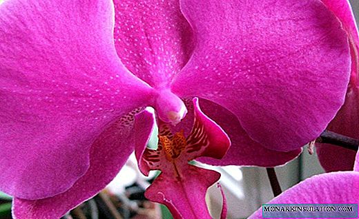 Phalaenopsis - orquídea polilla sin pretensiones
