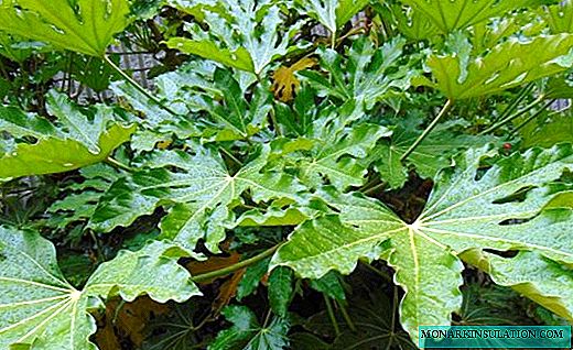 Fatsia - belukar dengan daun ukiran yang besar