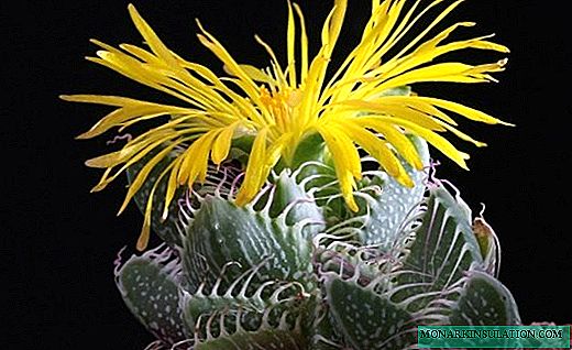 Faucaria - an unusual spine with bright colors