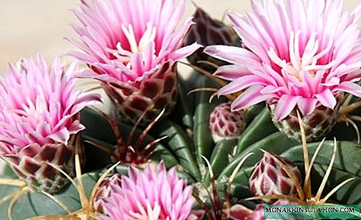 Ferocactus - cactus con espinas multicolores