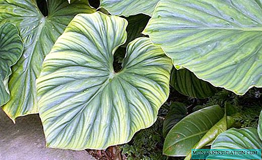 Philodendron - tropical vine with emerald leaves