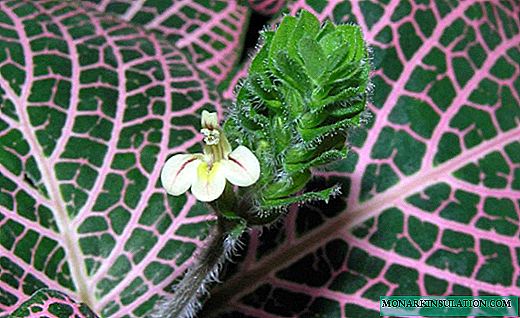Fittonia: una tierna belleza con una red en las hojas