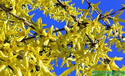 Forsythia - the golden messenger of spring