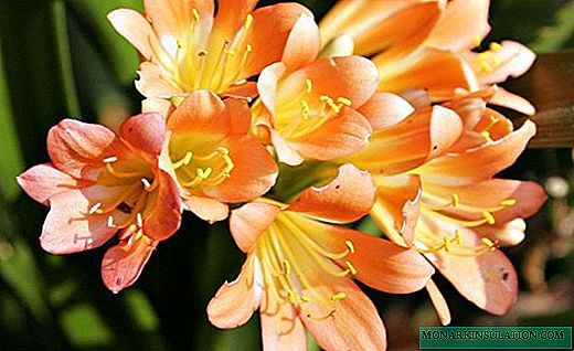 Freesia - bright colors of the Cape lily of the valley