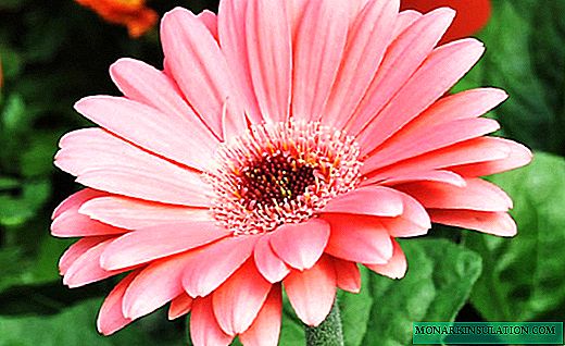 Gerbera - a bright bouquet of huge daisies