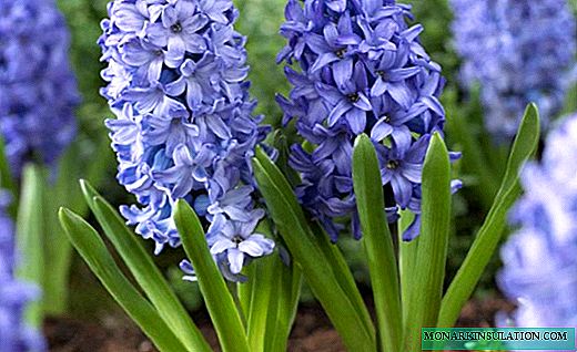 Hyacinth - velduftende vårbukett