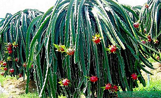 Hilocereus - cactus sinueux avec d'énormes fleurs