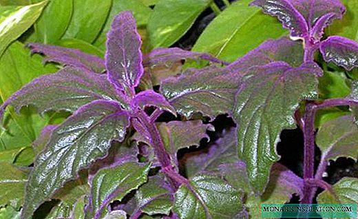 Ginura - the softness of purple leaves