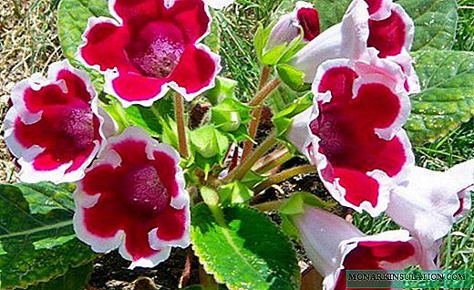 Gloxinia - a striking bouquet in a pot