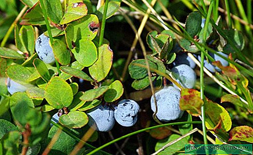 Blueberries - Healing Forest Berry