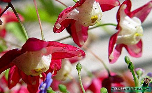 Goryanka - una increíble flor de elfos