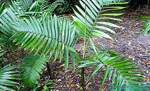Hamedorea - matorrales de palmeras cubiertas de hierba