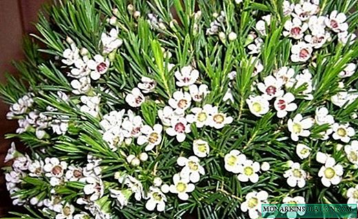 Hamelatsium - épicéa fleuri parfumé