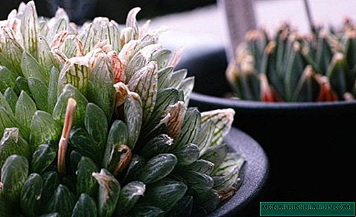 Haworthia - miniatur succulent untuk rumah