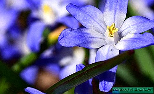 Chionodox - en lys primrose