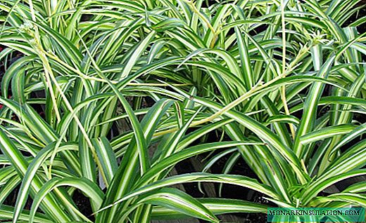 Chlorophytum - la omnipresente fuente verde