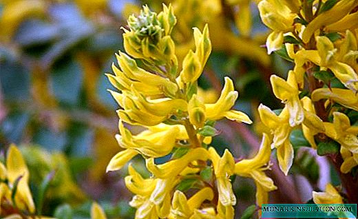 Corydalis - succulent greens and early flowers