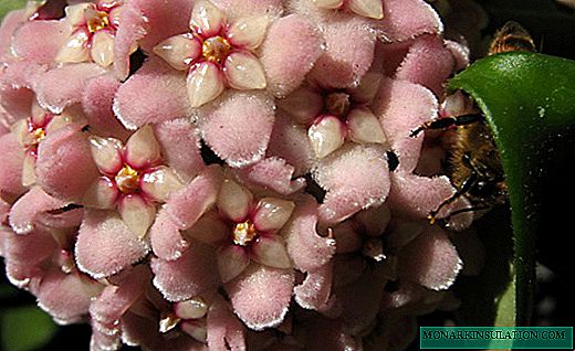 Hoya - en vidunderlig voksagtig plante