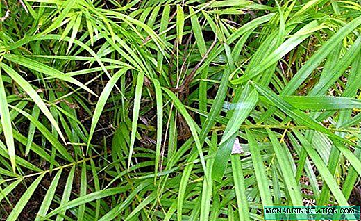 Chrysalidocarpus - slender home palm