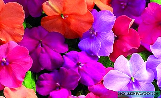 Impatiens - exotic in the garden or on the windowsill
