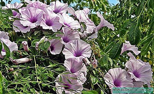 Ipomoea - flowering vine for the gazebo and balcony