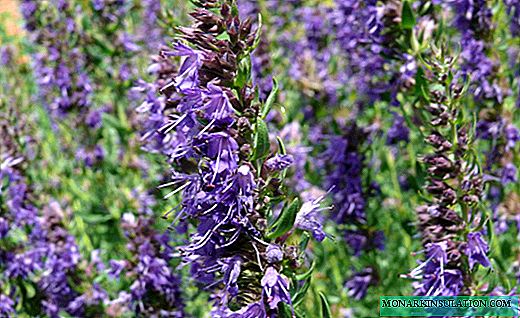 Hyssop - fragrant greens with delicate flowers