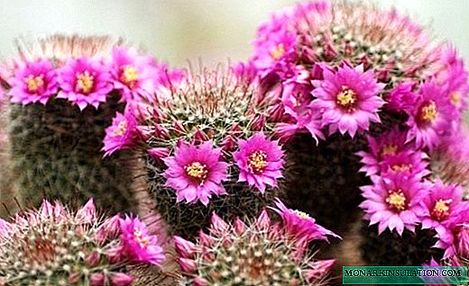 Mammillaria cacti - toucher des plantes avec de belles fleurs