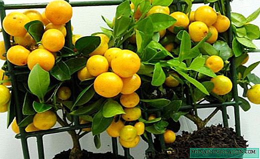 Kalamondin - a miniature citrus tree in the house
