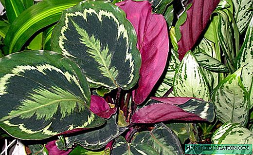 Calathea - kehijauan tropika yang terang dan bunga yang menakjubkan