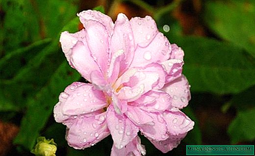 Calistegia - un liseron agile ou une rose française délicate