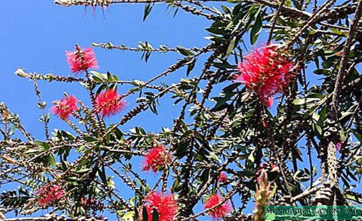 Callistemon - bush with a striking aroma and vibrant flowers