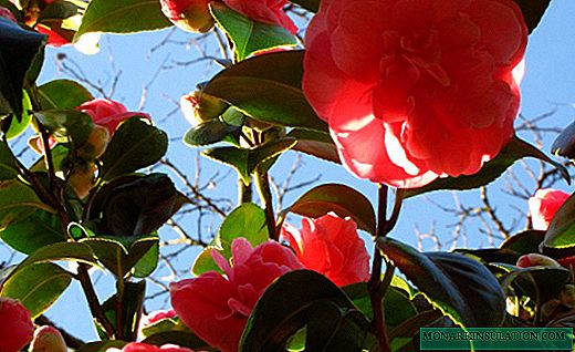 Camélia - arbustos de chá em flor